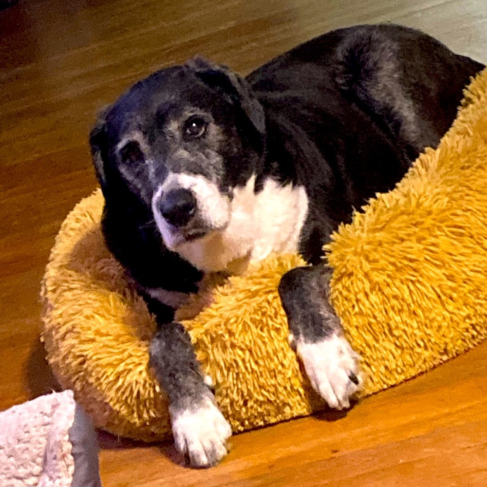 Meet your Posher, Bernie